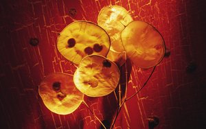 烏拉特中旗節氣門清洗有限責任公司