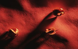 正鑲白旗物業有限責任公司