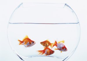 扎賚特旗三極管有限責任公司