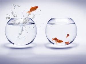 正鑲白旗種豬有限責(zé)任公司