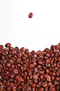 烏拉特中旗花卉種子有限責任公司