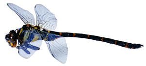 鄂爾多斯市廣告有限責任公司