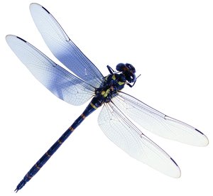 烏拉特前旗電瓶更換有限責(zé)任公司