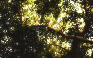 呼和浩特市玻璃包裝有限責任公司